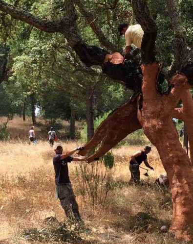 植树节|云顶国际官网地板构建健康家居，呵护地球生态 图片3