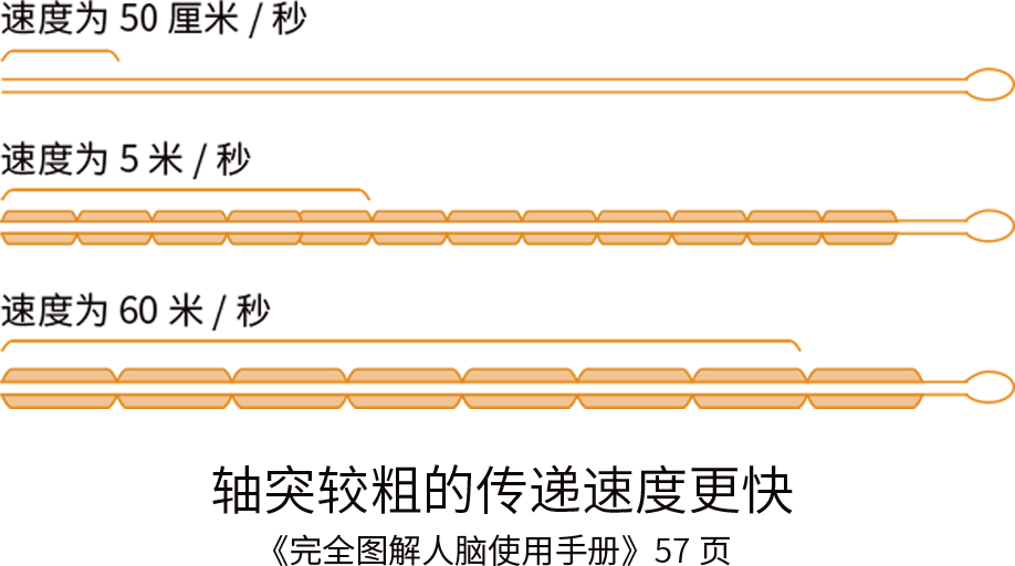 富氧让你的大脑效率从2G变5G！ image3